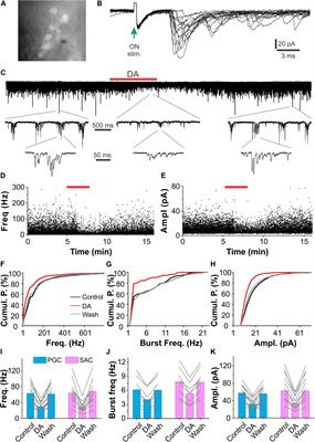 Dopaminergic Modulation of Glomerular Circuits in the Mouse Olfactory Bulb